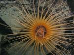 tube anemone