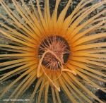 tube anemone center