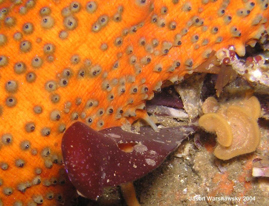 warty sea cucumber section