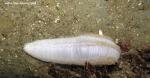 white sea cucumber