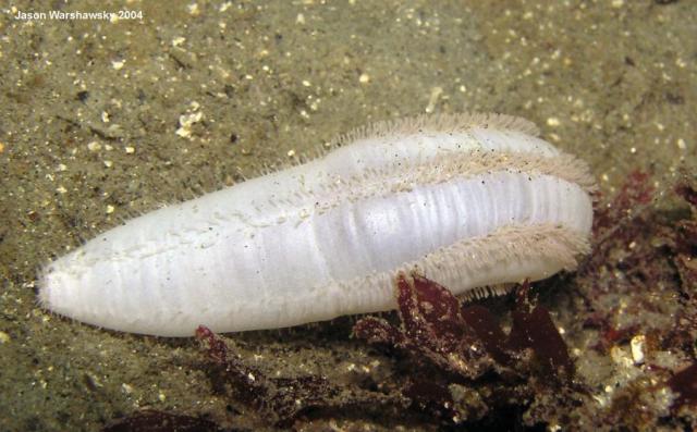 white sea cucumber