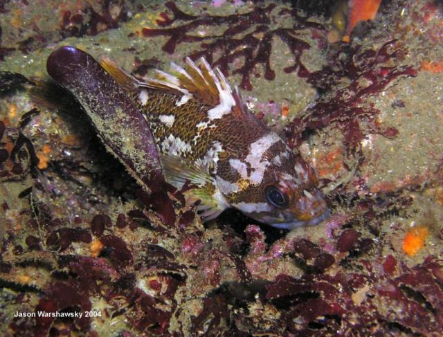 gopher rockfish