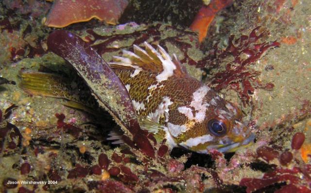 gopher rockfish