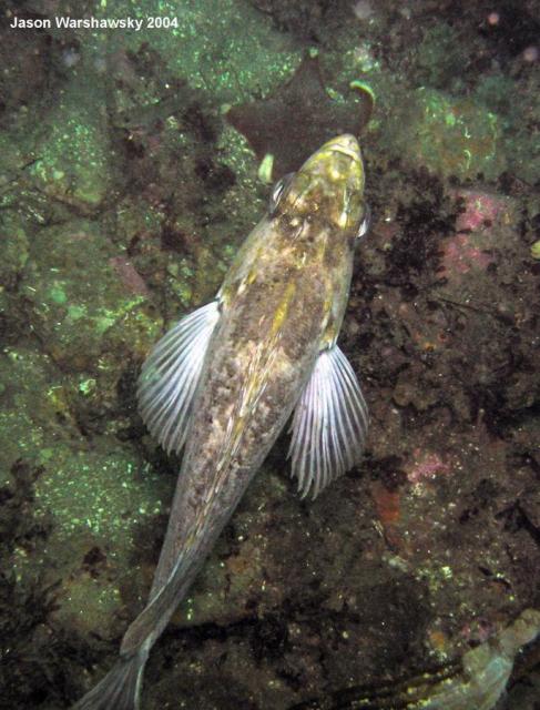 rockfish from above