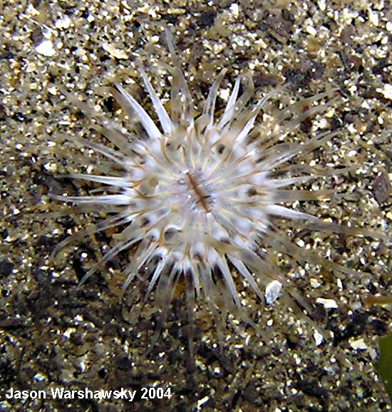 sand anemone