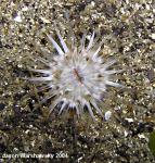 sand anemone