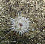 sand anemone