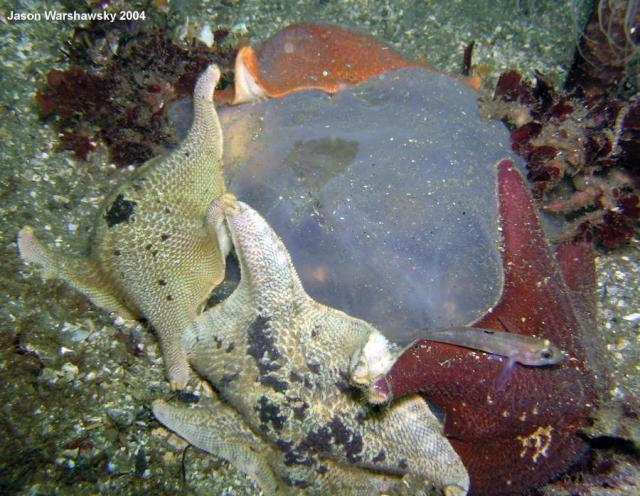 stars jelly and black eye goby