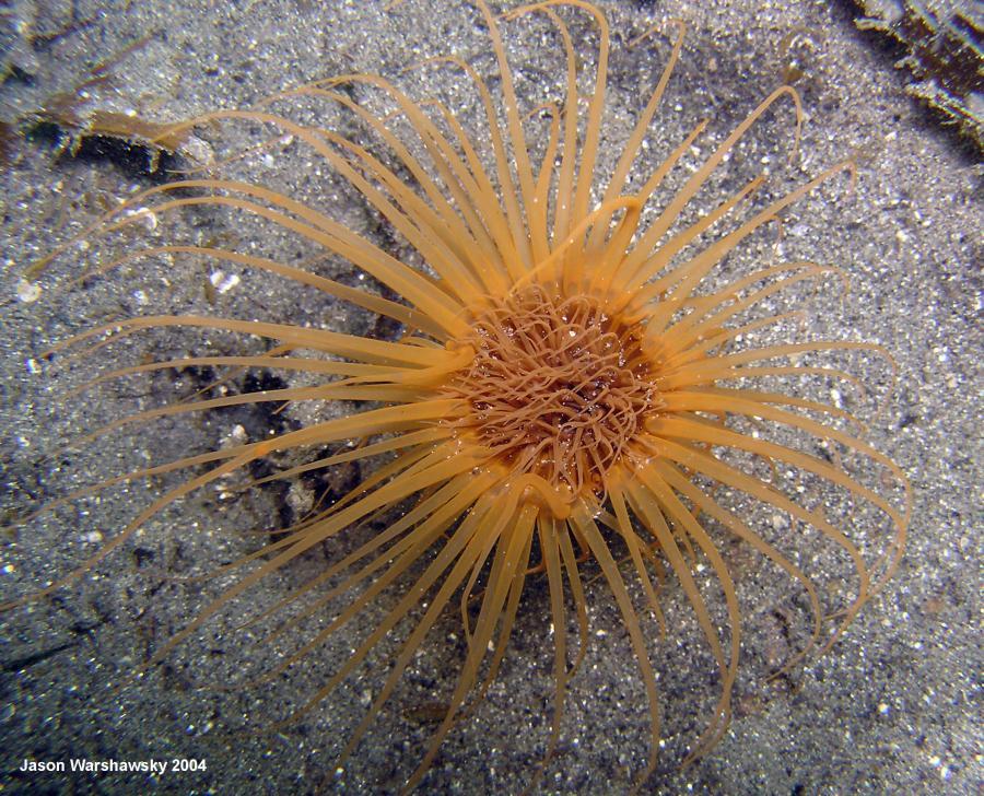 tube anemone