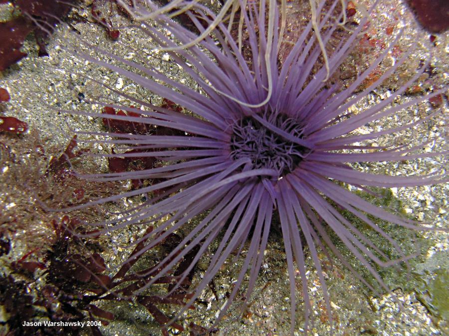 tube anemone