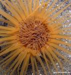 tube anemone - zoomed