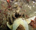 decorator crab on star