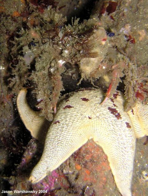 decorator crab on star