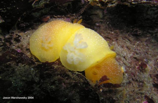 doriopsilla albopunctata chain