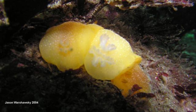 doriopsilla albopunctata chain