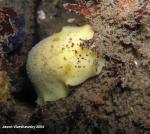 peltodoris nobilis