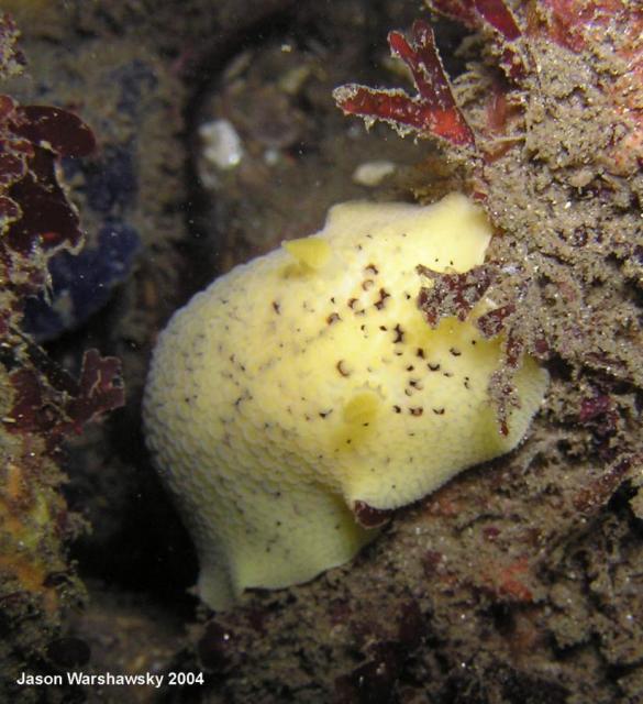 peltodoris nobilis