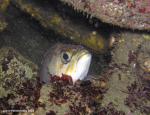 rockfish in crevice