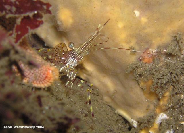 dock shrimp