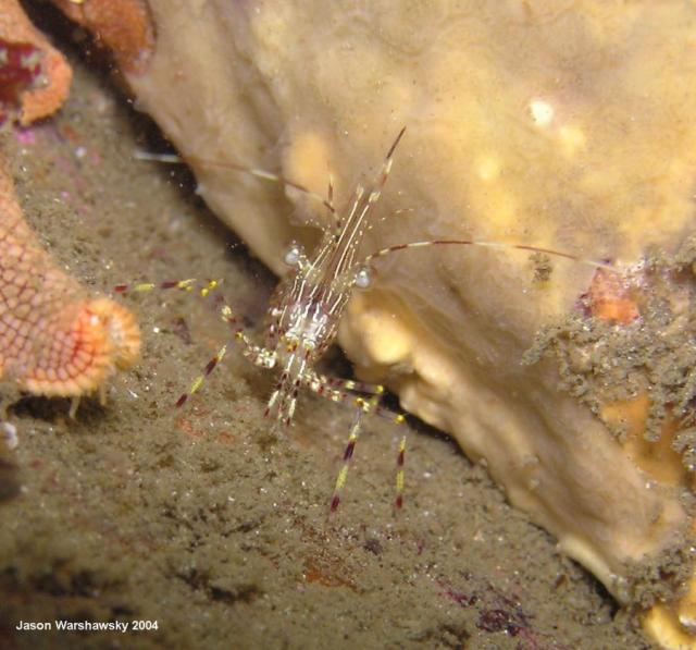 dock shrimp