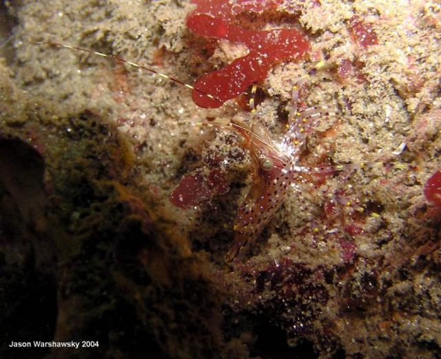 dock shrimp