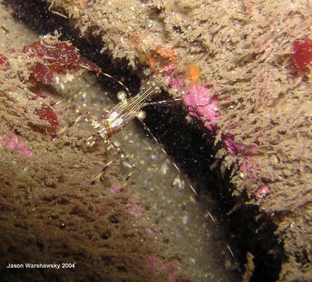 dock shrimp