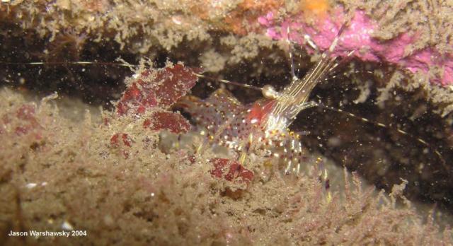 dock shrimp