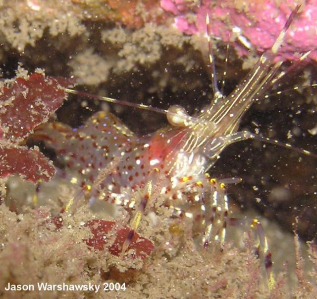 dock shrimp   - closer