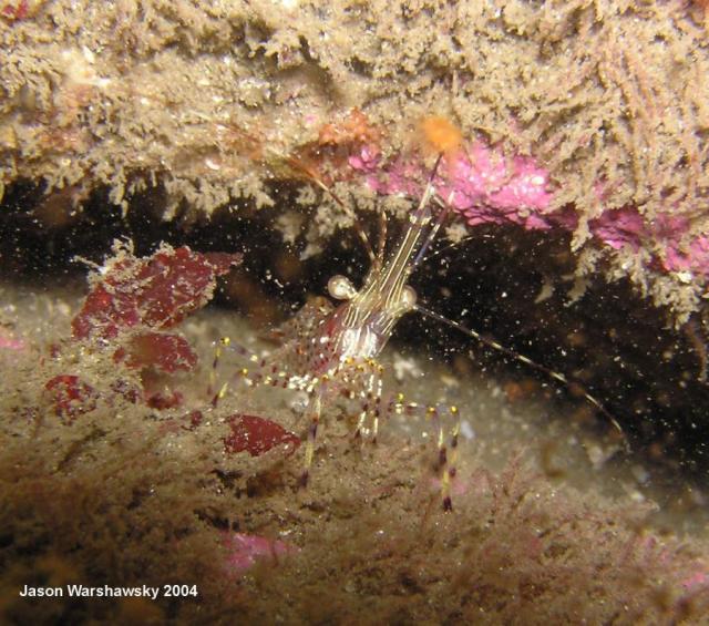 dock shrimp