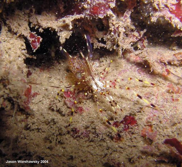 dock shrimp hole