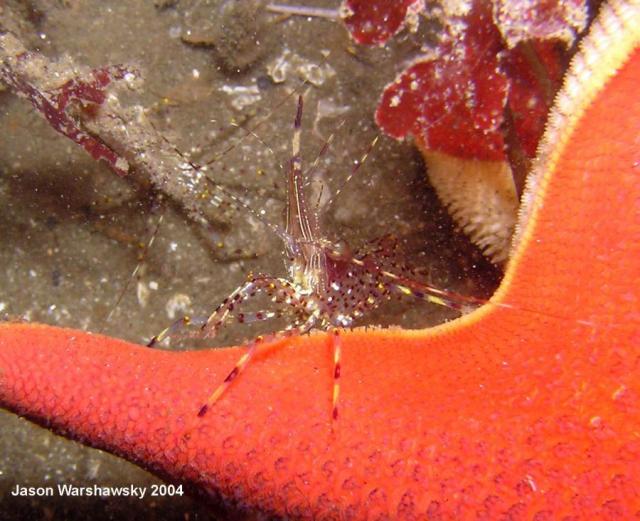 dock shrimp  - riding star