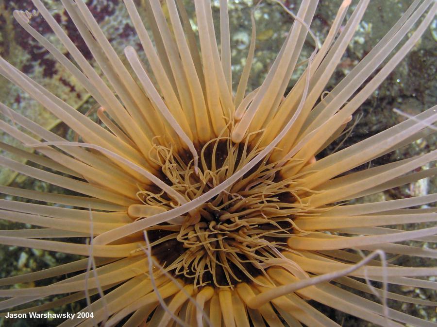 tube anemone