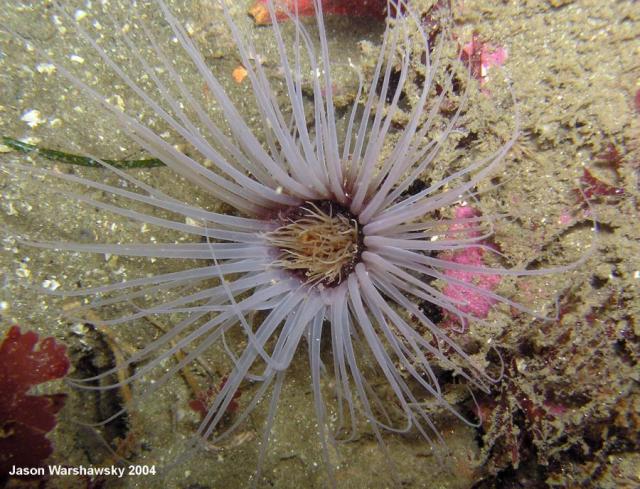 tube anemone