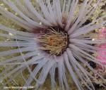 tube anemone center