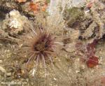 tube anemone  - bicolor