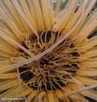 tube anemone center