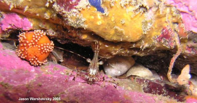 dock shrimp with sea cucumber