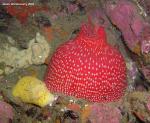 white spotted rose anemone And Peltodoris nobilis