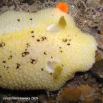 Nudibranchs