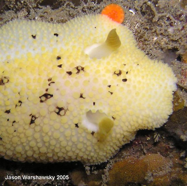 Peltodoris nobilis -  close