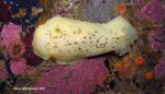 Peltodoris nobilis - Large