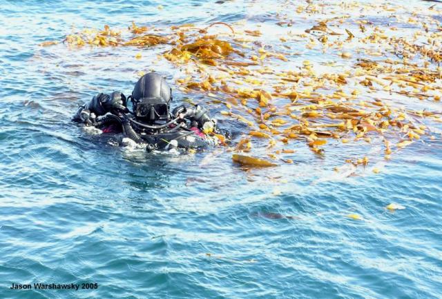 joe in the kelp