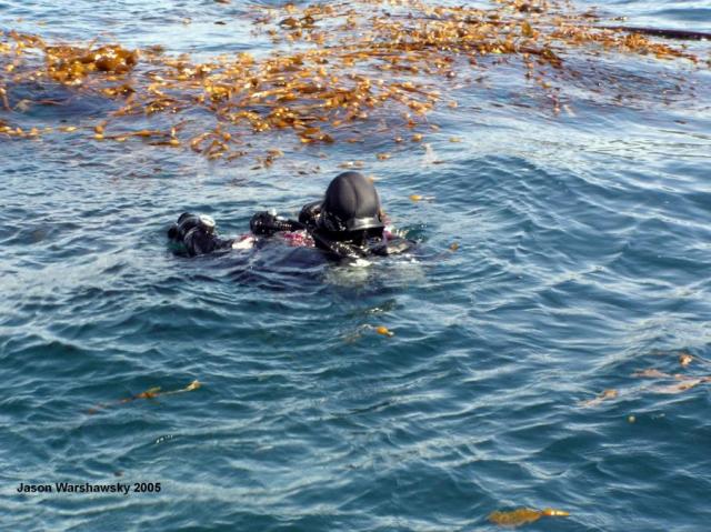 joe in the kelp2