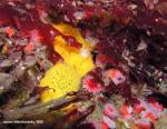 Peltodoris nobilis coupling & Anemones