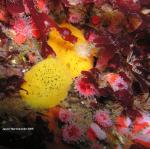 Peltodoris nobilis coupling & Anemones