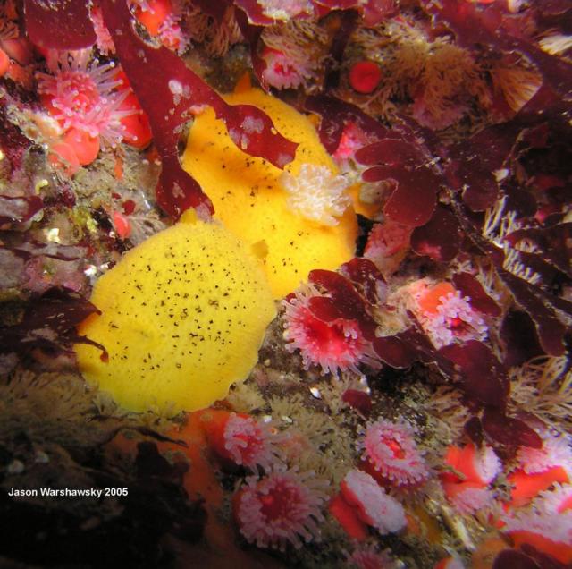 Peltodoris nobilis coupling & Anemones