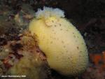 Peltodoris nobilis (huge) With Parasite (?)