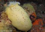 Peltodoris nobilis (huge) With Parasite (?)