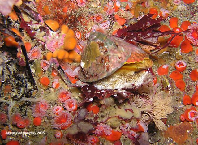 snail & anemones