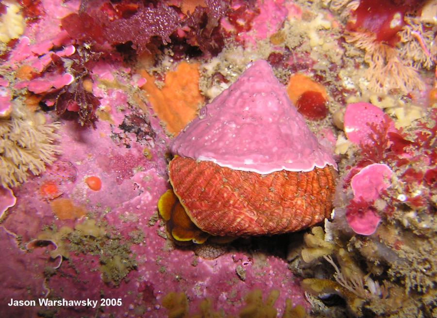 turban snail